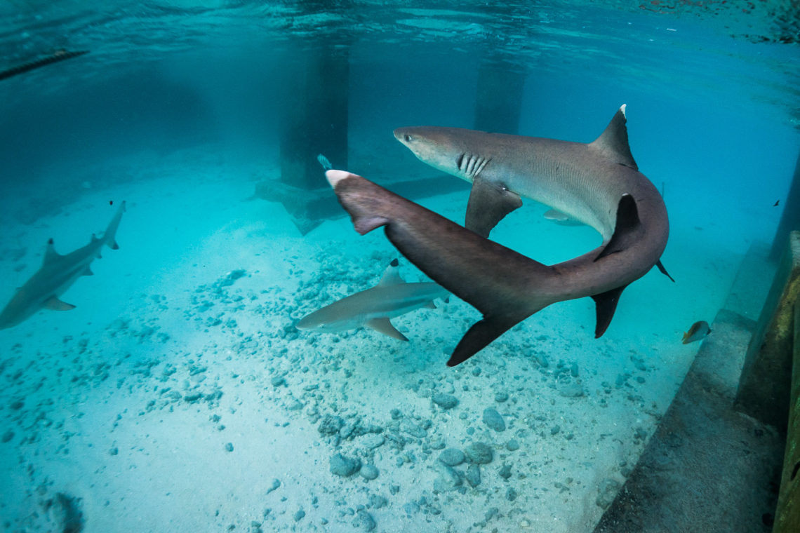 Shark in Beran island