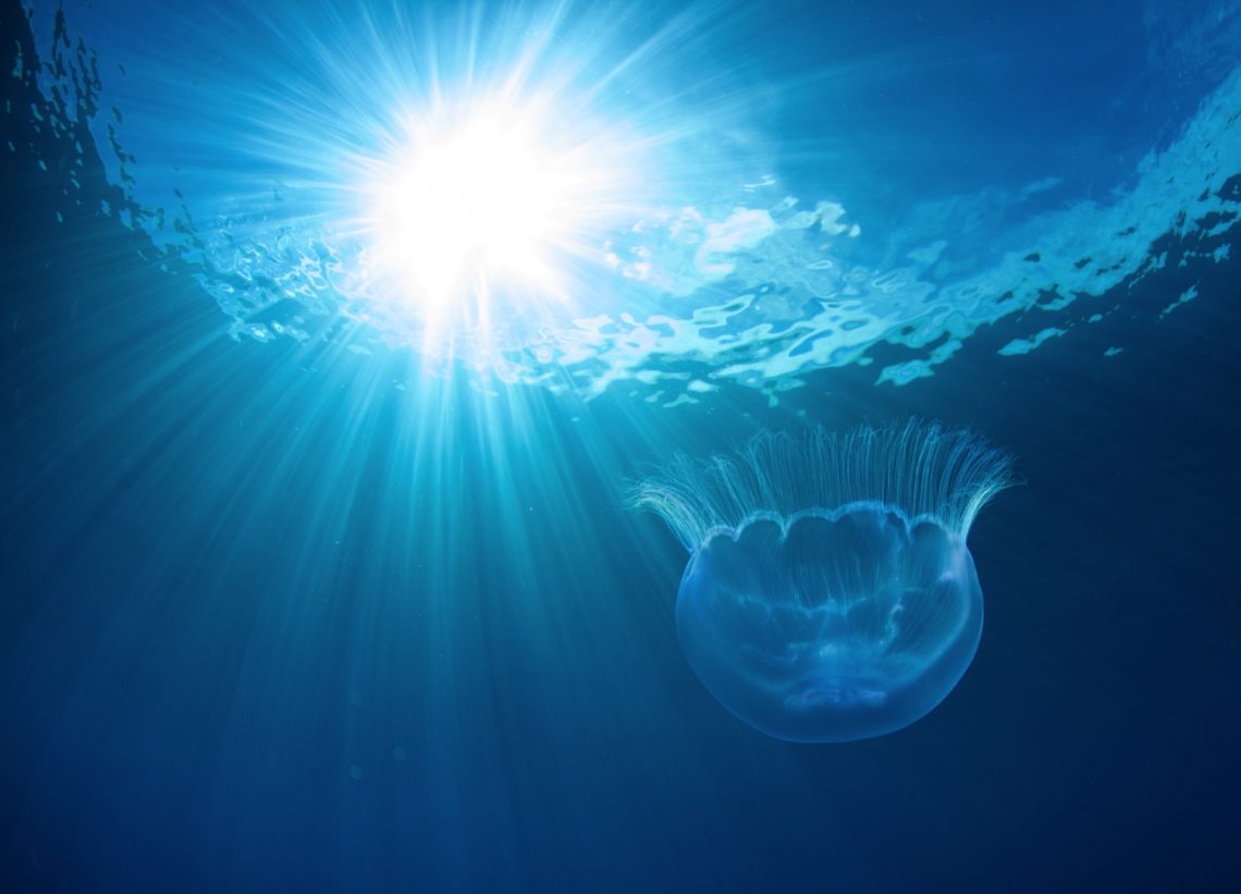 Jellyfish in the clear water of the Marshall Islands