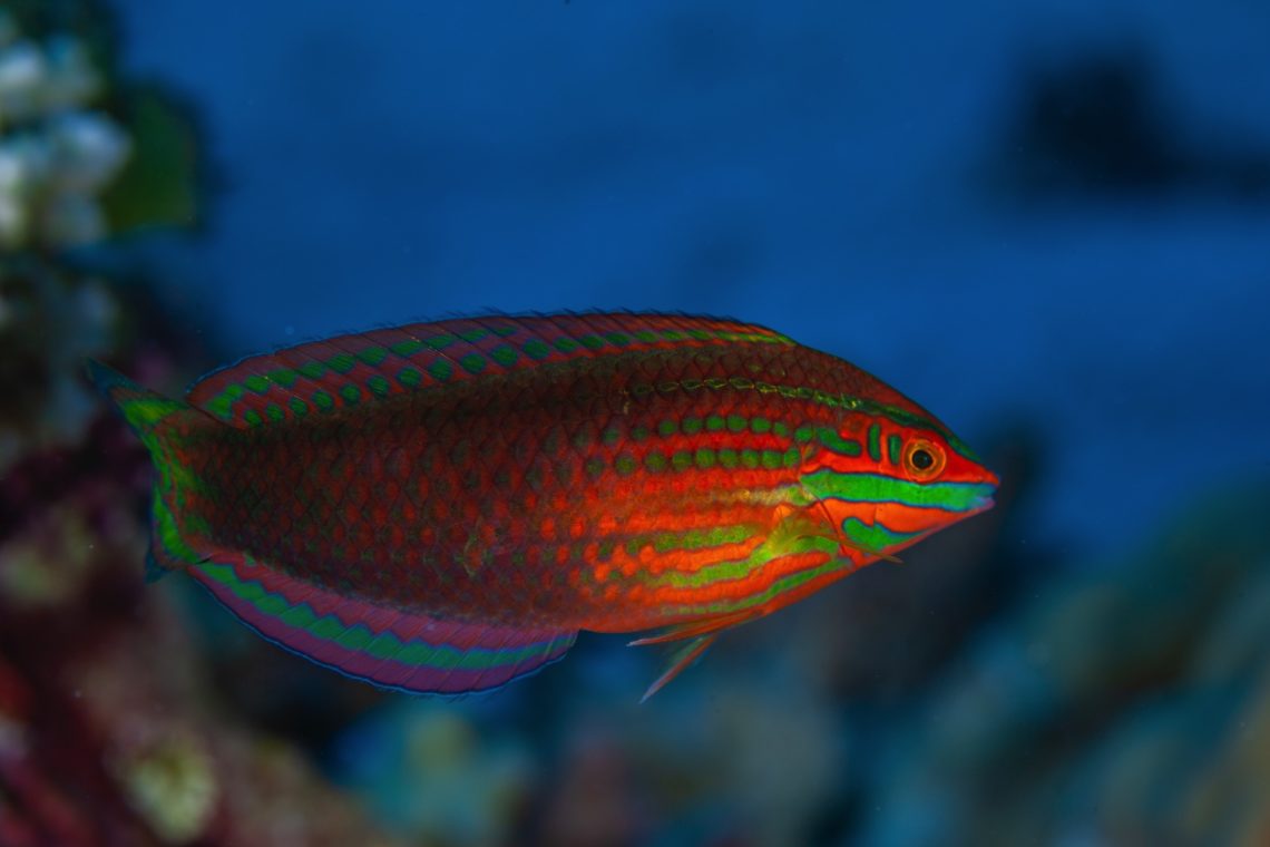 Coral reef and fish Diving Marshall islands